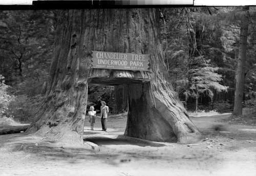 Drive Thru Tree on the Redwood Highway, Calif