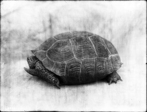 Close-up of a desert tortoise found 60 miles from water, ca.1920