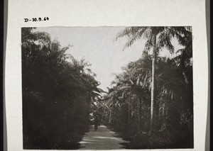 A forest of palm trees between Aburi and Akropong