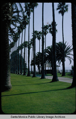 Row of palm trees in Palisades Park, Santa Monica, Calif