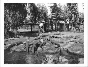Alligators being fed at an alligator farm, Los Angeles, ca.1900