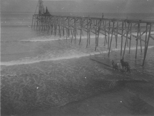 A team of mules aiding workers during construction of the original pier at the Scripps Institution of Oceanography. 1915