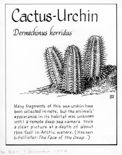 Cactus-urchin: Dermechinus horridus (illustration from "The Ocean World")