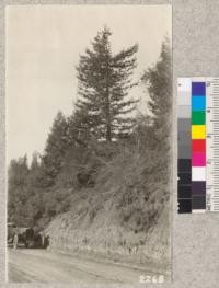 H.C. Lott collecting cones from an open grown second growth tree about 45 years old growing in cut-over land at the edge of the highway below Big Basin, Santa Cruz Mountains. November 1922