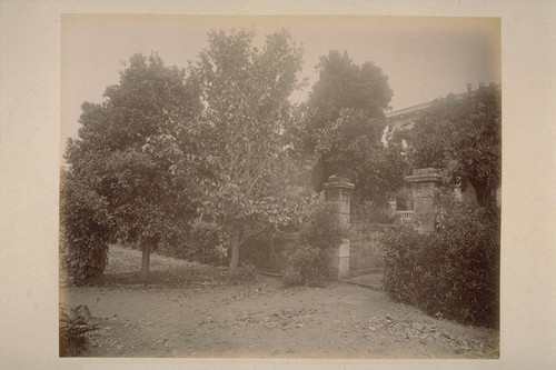 View in Grounds of Col. Rogers, Showing Orange and Lemon Trees
