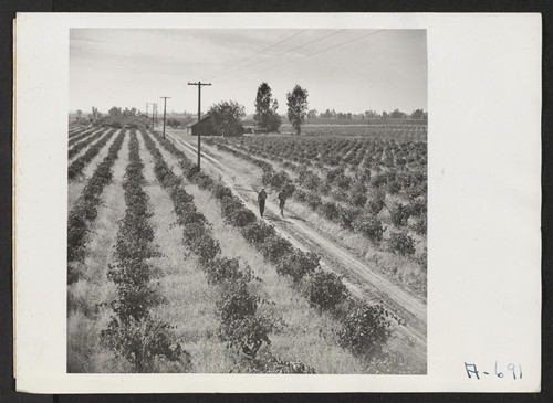 Farm formerly operated by J. Nitta--now operated by Bob Fletcher. 40 acres total. 34 acres in grapes. Photographer: Stewart, Francis Florin, California