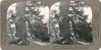Trunk of Bishop pine (Pinus muricana) photographed near Point Reyes, Calif., S 238