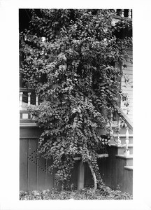Fuchsia plant growing in front of a house, ca.1920