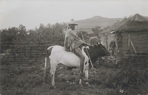 A Mosoto man on a calf