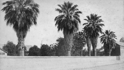 Old palms of San Pedro Street