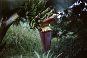 Banana bunch and flower, Cameroon, 1953-1968