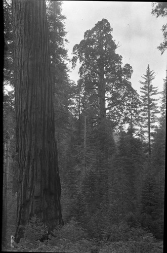 Redwood Mountain Grove, Giant Sequoia, Mixed Coniferous Forest Plant Community