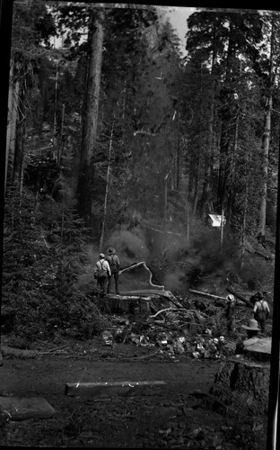 Loggers felling sequoia