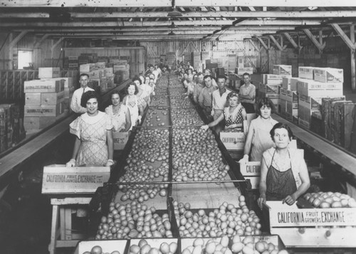 Central Lemon Association packing house interior with workers at assembly line, Orange, California, 1930