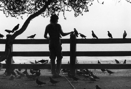 Man and pigeons