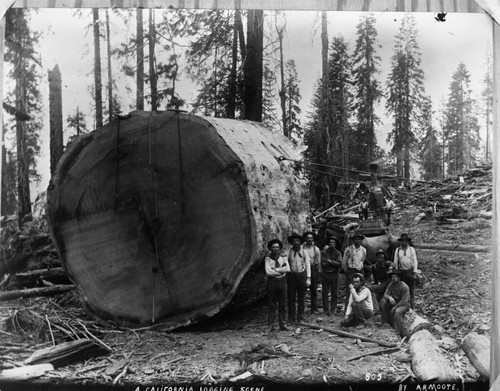 Converse Basin, Logging, Large sequoia section with auger and lumberjacks. Misc. Groups