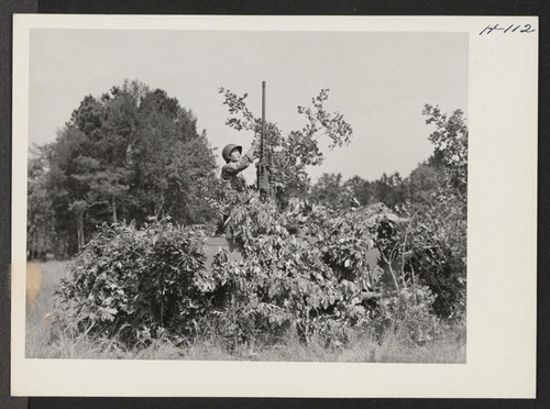 A Japanese-American soldier at Camp Shelby puts the final touches on the job of camouflaging an anti-aircraft gun and truck