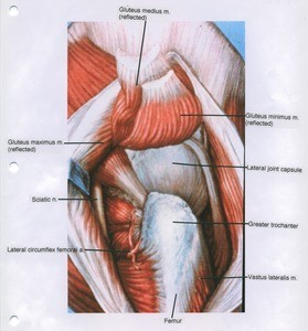 Illustration of right hip joint, lateral view, showing nerve, artery, muscles and bones with gluteus maximus retracted, gluteus medius and minimus reflected