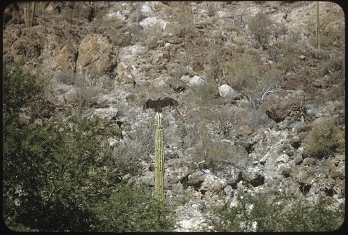 Buzzard on cardón cactus at El Coyote