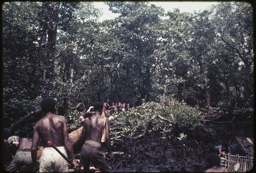 Canoe-building: men work together to pull hollowed log from forest to a stream (lower right) in the mangrove swamp (wapasa)