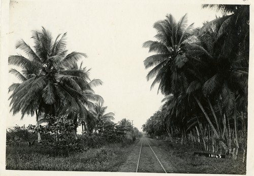 511. Costa Rica: coconut palms near Port Limon