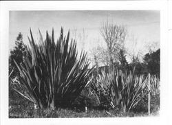 New Zealand flax plants, about 1927