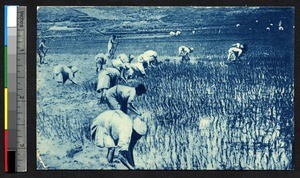 Women working in a rice paddy, Madagascar, ca.1900-1930