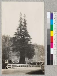Redwood characteristics. A large and tall redwood stump near the mouth of Ohman Creek, showing tall sprouts of small tree size growing from the stump top. The stump is about 8 feet in diameter and about 25 feet high. March 1929, E.F