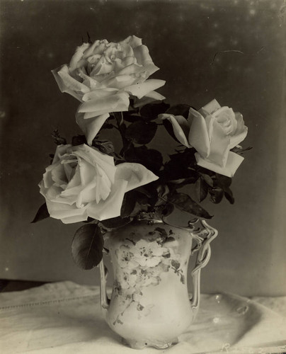 Frau Karl Druschki in a decorative vase