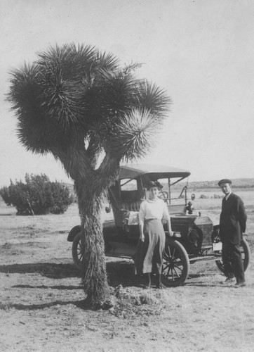 Tall yucca plant