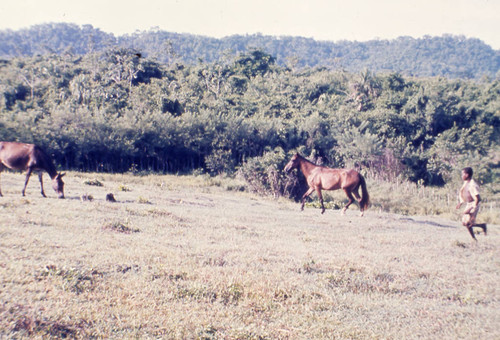 Mules and child running in a field, San Basilio de Palenque, 1976