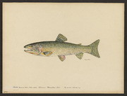 Alaska cutthroat trout (Salmo clarkii Richardson)