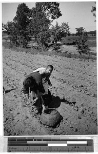 Woman working in fields, Heijo, Korea, ca. 1930-1950