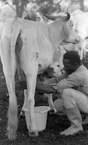Man milking cow, San Basilio de Palenque, 1976