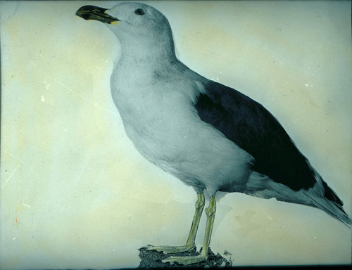 1900 Sea gull