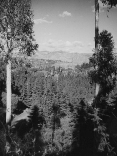 View of the forest from Elysian Park
