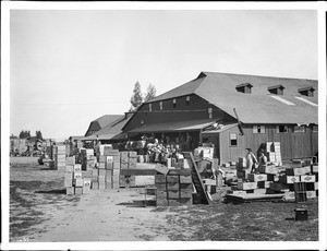 Exterior of a packing shed for citrus fruit, ca.1910