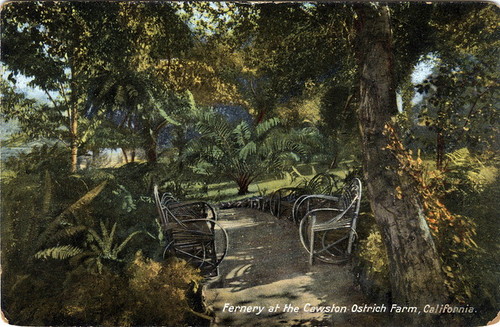 Postcard: "Fernery at the Cawston Ostrich Farm, South Pasadena, California"