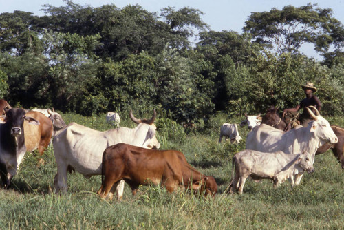 Cattle herd grazing, San Basilio de Palenque, 1976