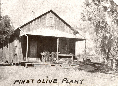 Olive plant