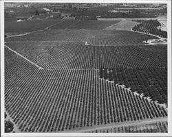 Aerial view of orchards near Healdsburg, California, 1976