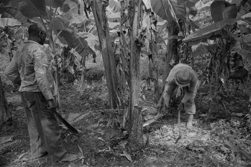 Fermín Herrera working with a machete, San Basilio de Palenque, 1976