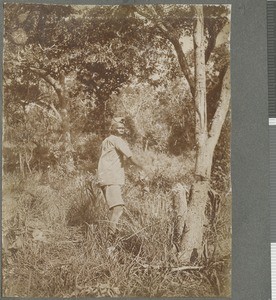 Clearing land, Ancuabe, Mozambique, March-April 1918