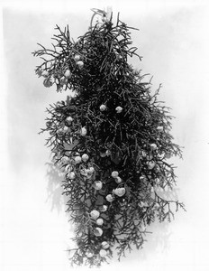 Close-up of juniper (Juniperus) leaves and berries, ca.1920