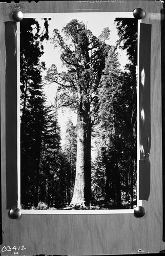 General Sherman Tree, copy photo, full