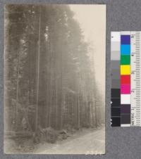 Secondgrowth Redwood Yield Study. View of secondgrowth on new State highway Navarro to Albion. D. Bruce - Oct. 1922