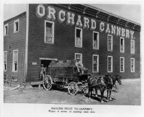 "Hauling fruit to cannery. Wagon is shown at assorting room door."