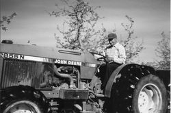 George Mennini, Sebastopol apple grower on a John Deer tractor