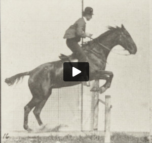 Horse Daisy jumping hurdle, saddled with rider , preparing for the leap