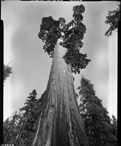General Grant Tree, wide angle, crop from both sides